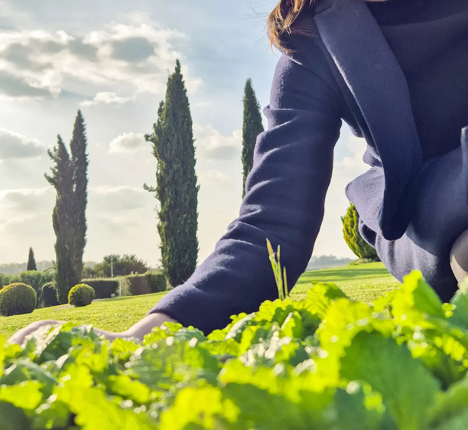 Personne jardine parmi les buissons verts.