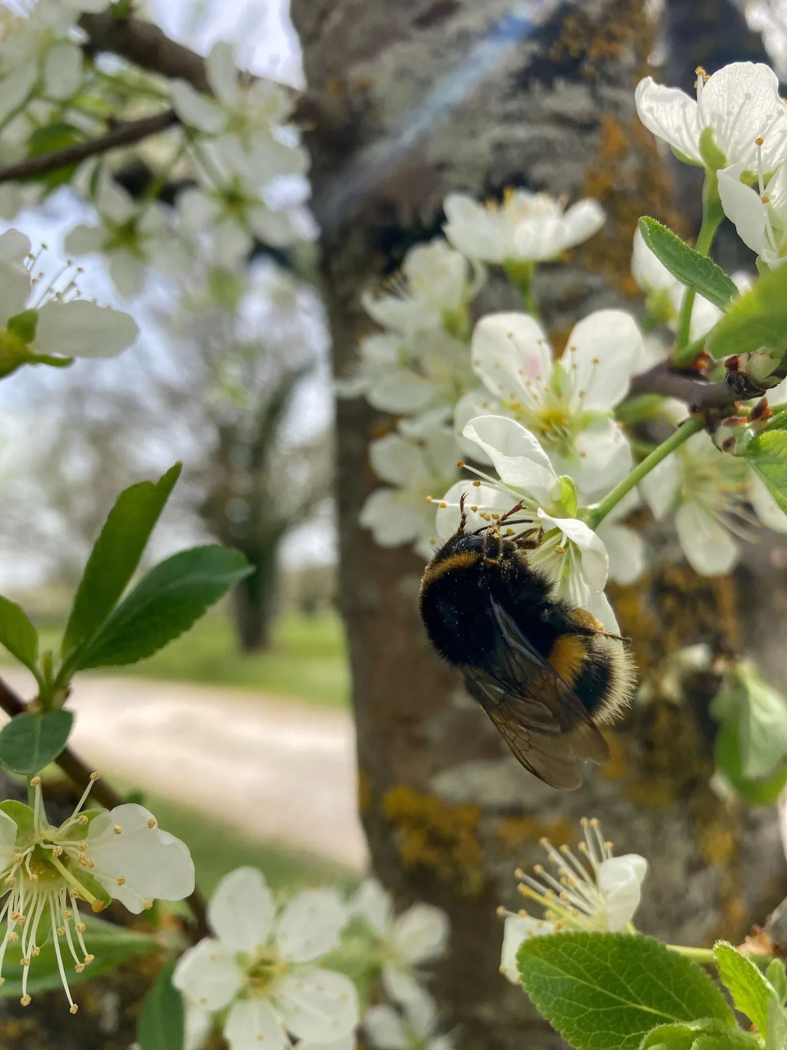 Bourdon sur fleurs blanches au printemps.