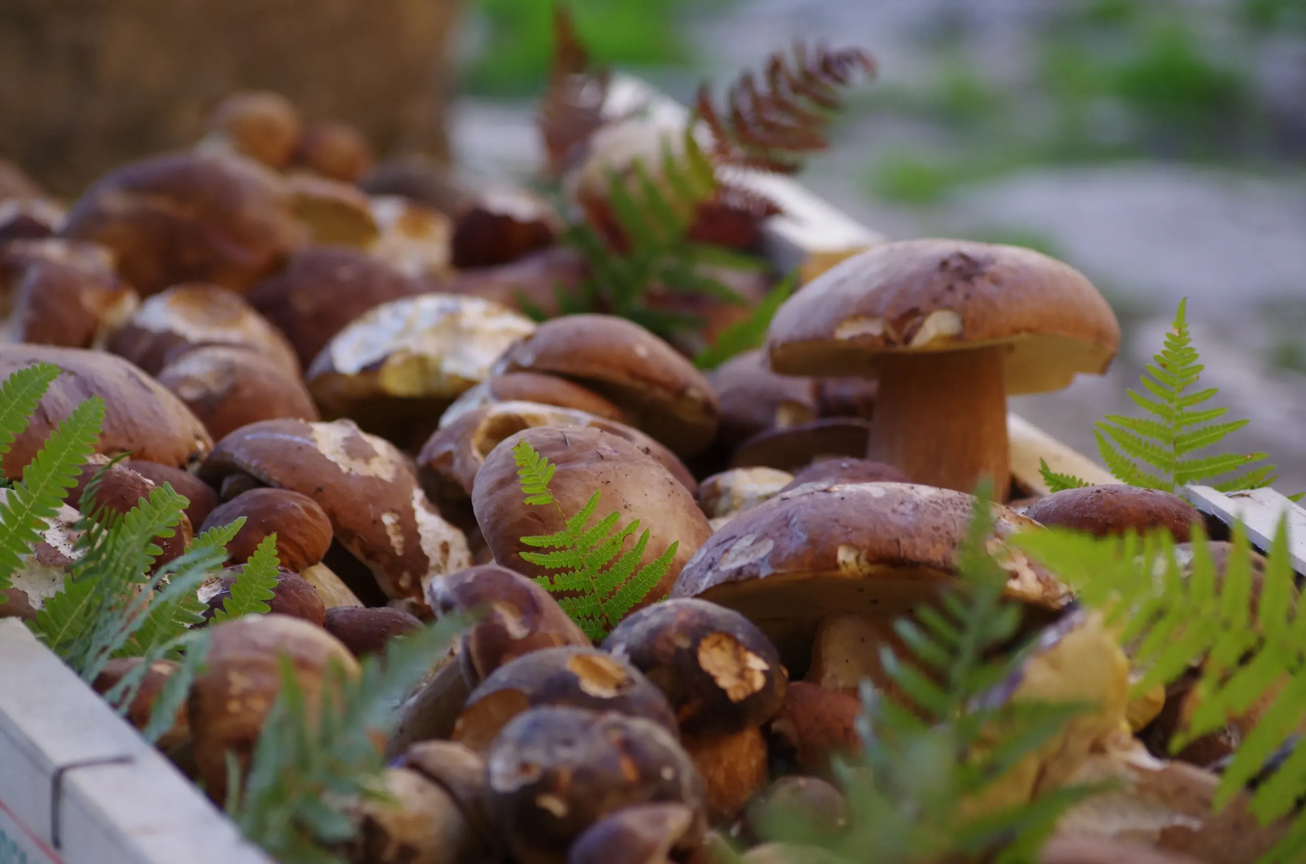 Cèpes frais avec fougères en arrière-plan.