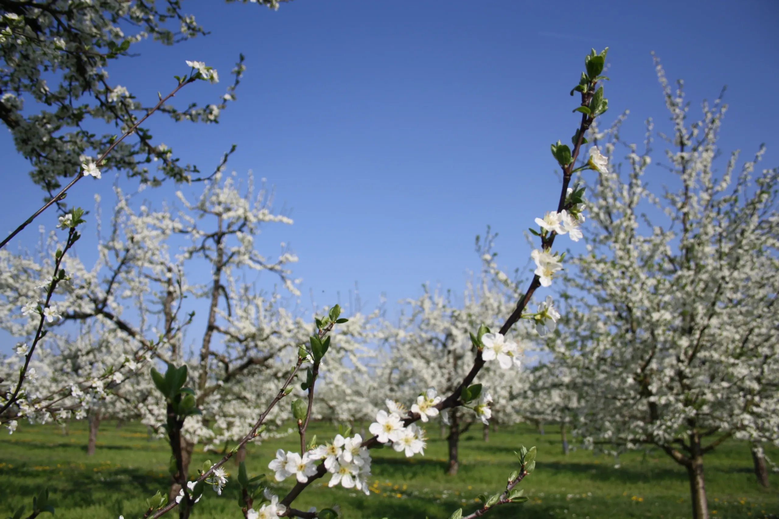 Vergers en fleurs sous ciel bleu