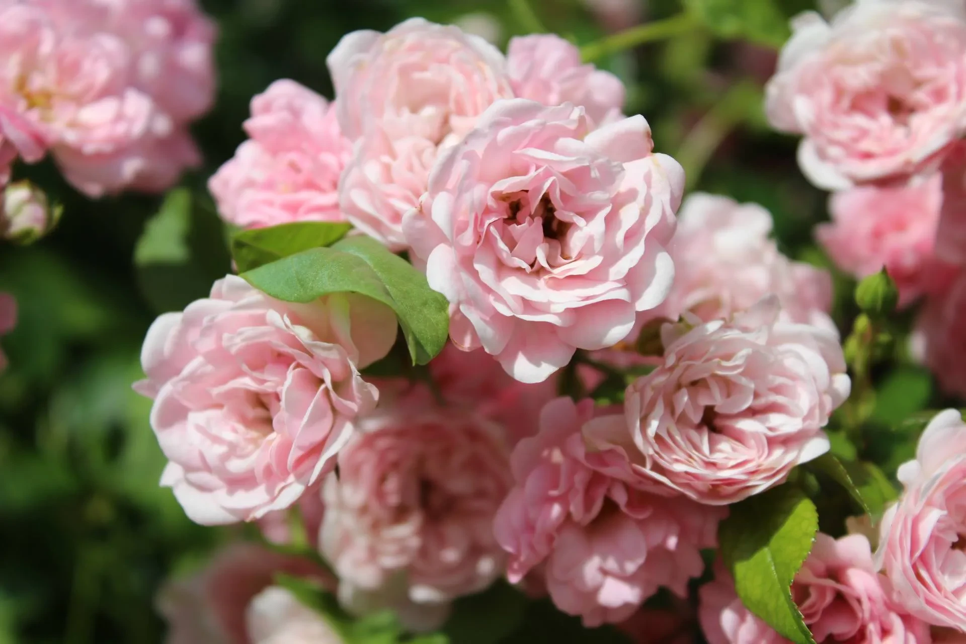 Bouquet de roses roses en fleurs.