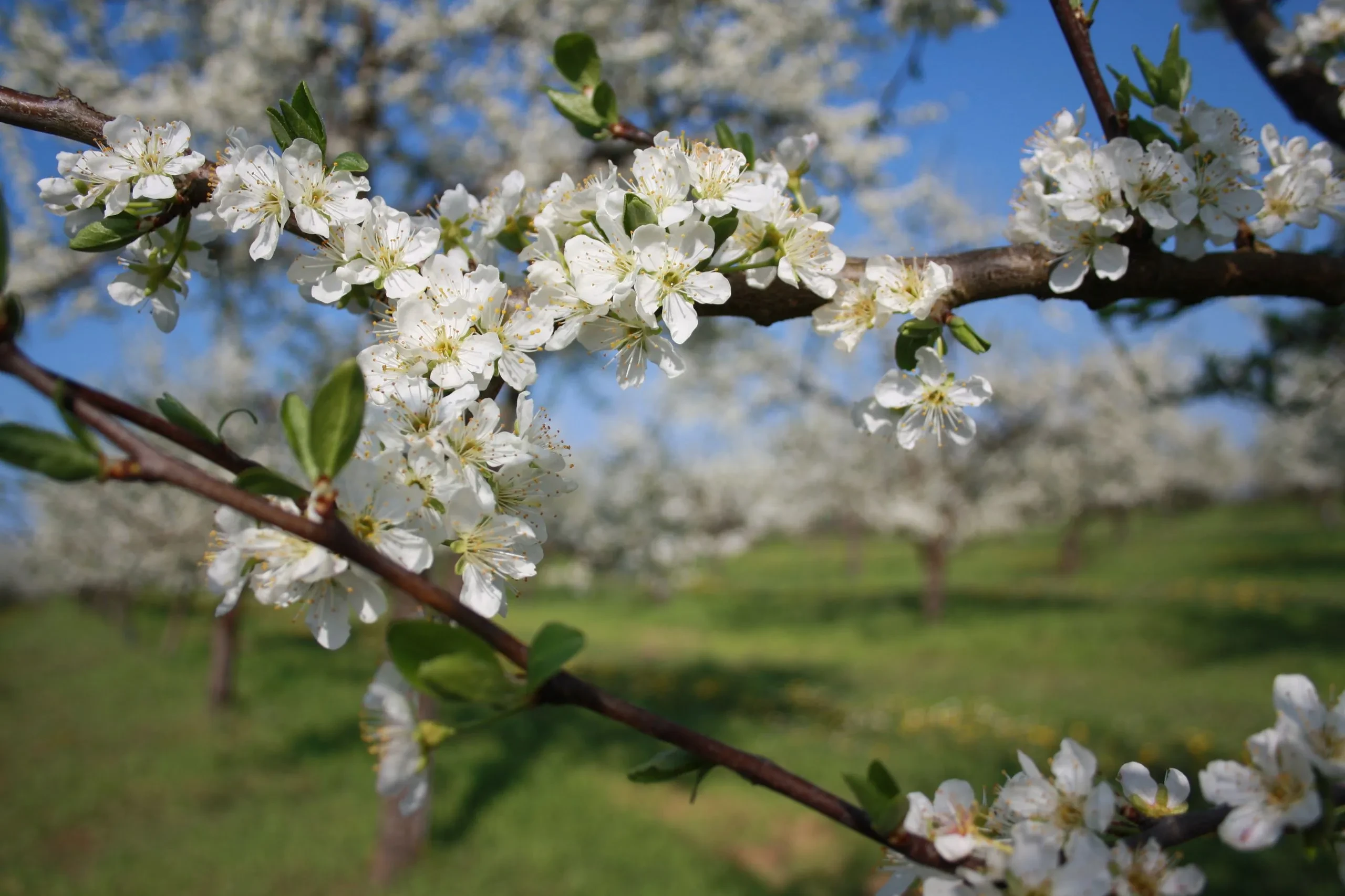 Fleurs blanches sur branches au printemps.
