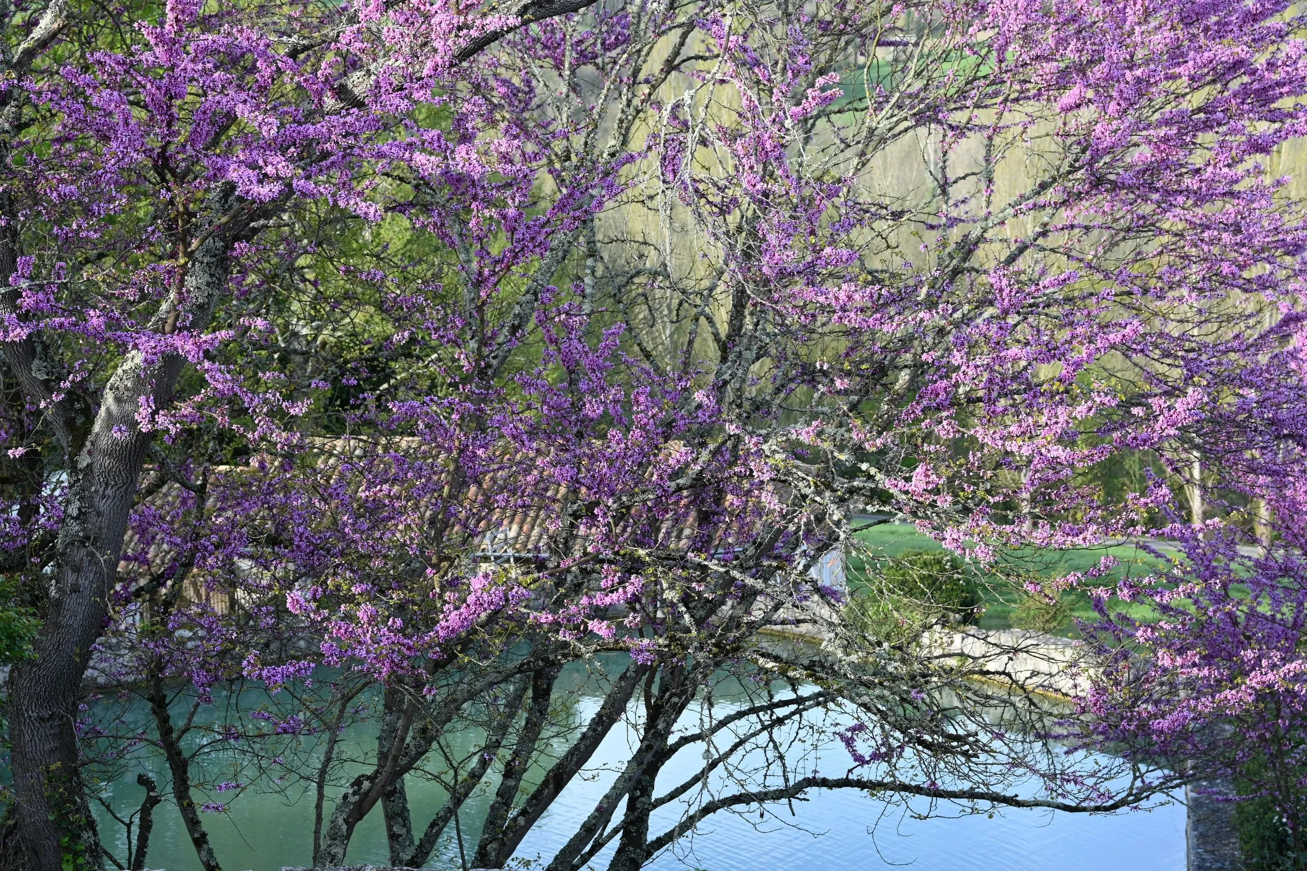 Arbre fleuri avec des fleurs roses près d'un lac.