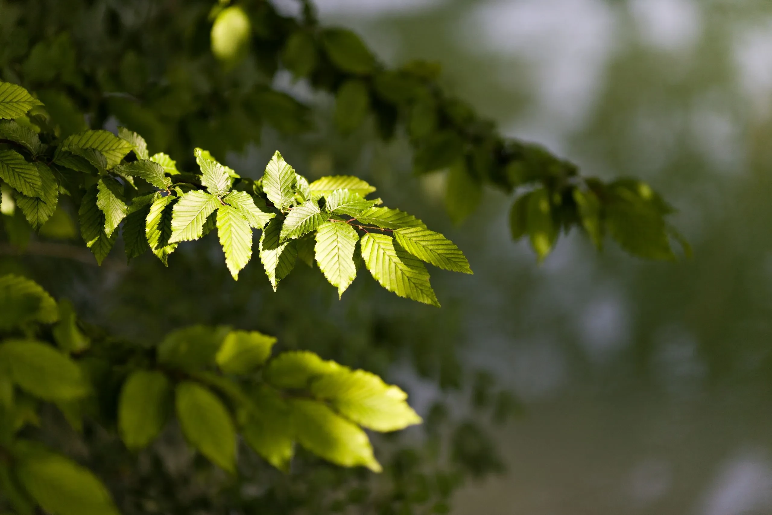 Feuilles vertes éclairées par le soleil