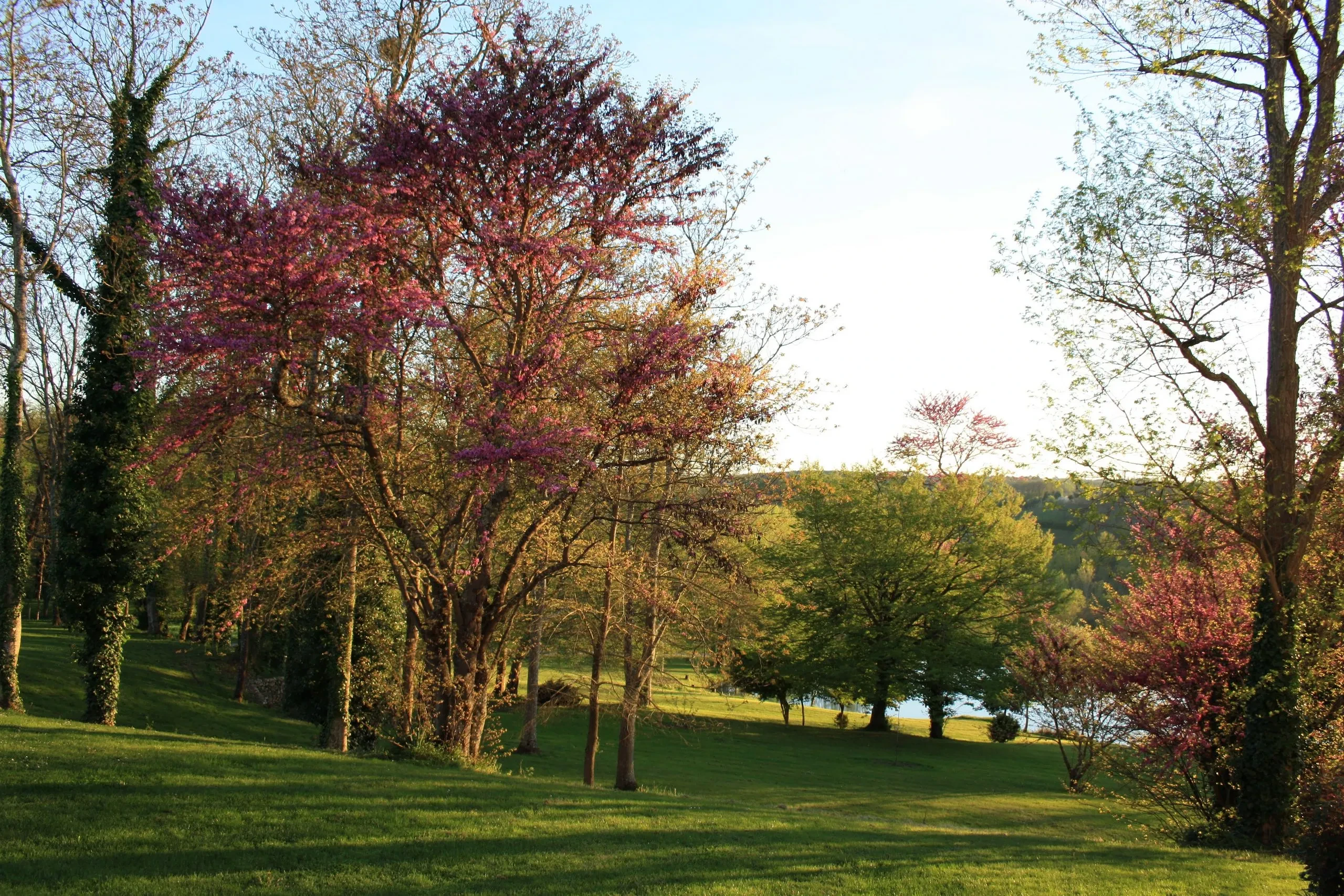 Paysage avec arbres et lac au coucher du soleil.