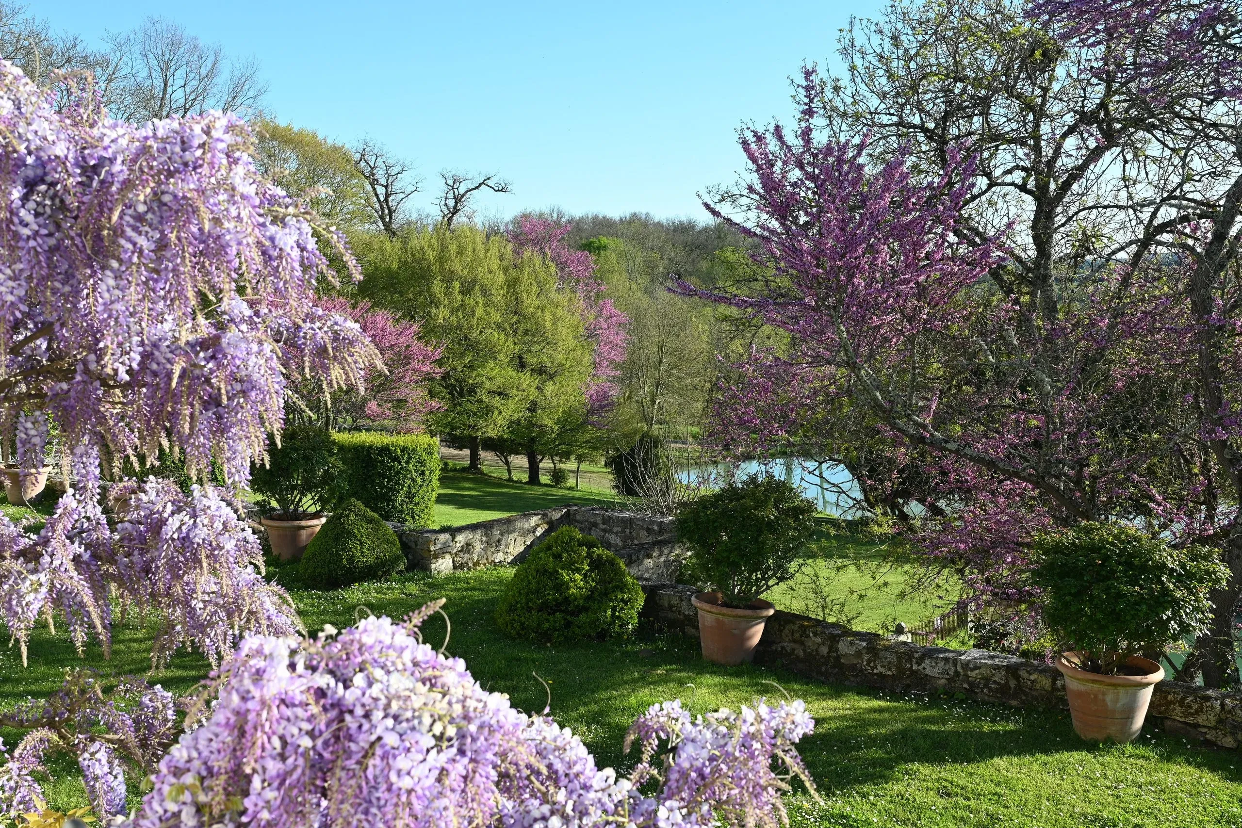 Jardin avec glycines et arbres en fleurs