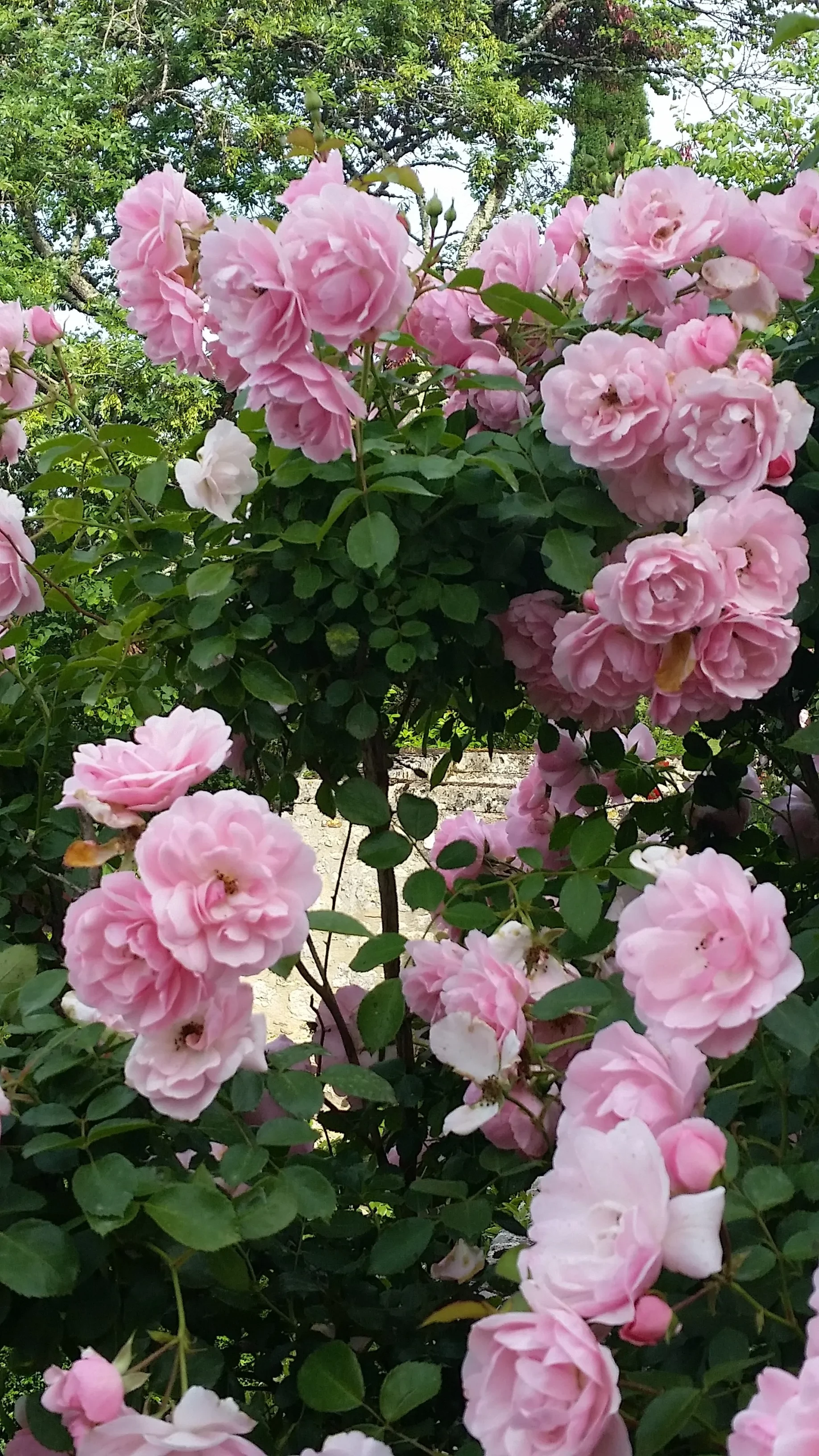 Rosiers en fleurs dans un jardin luxuriant