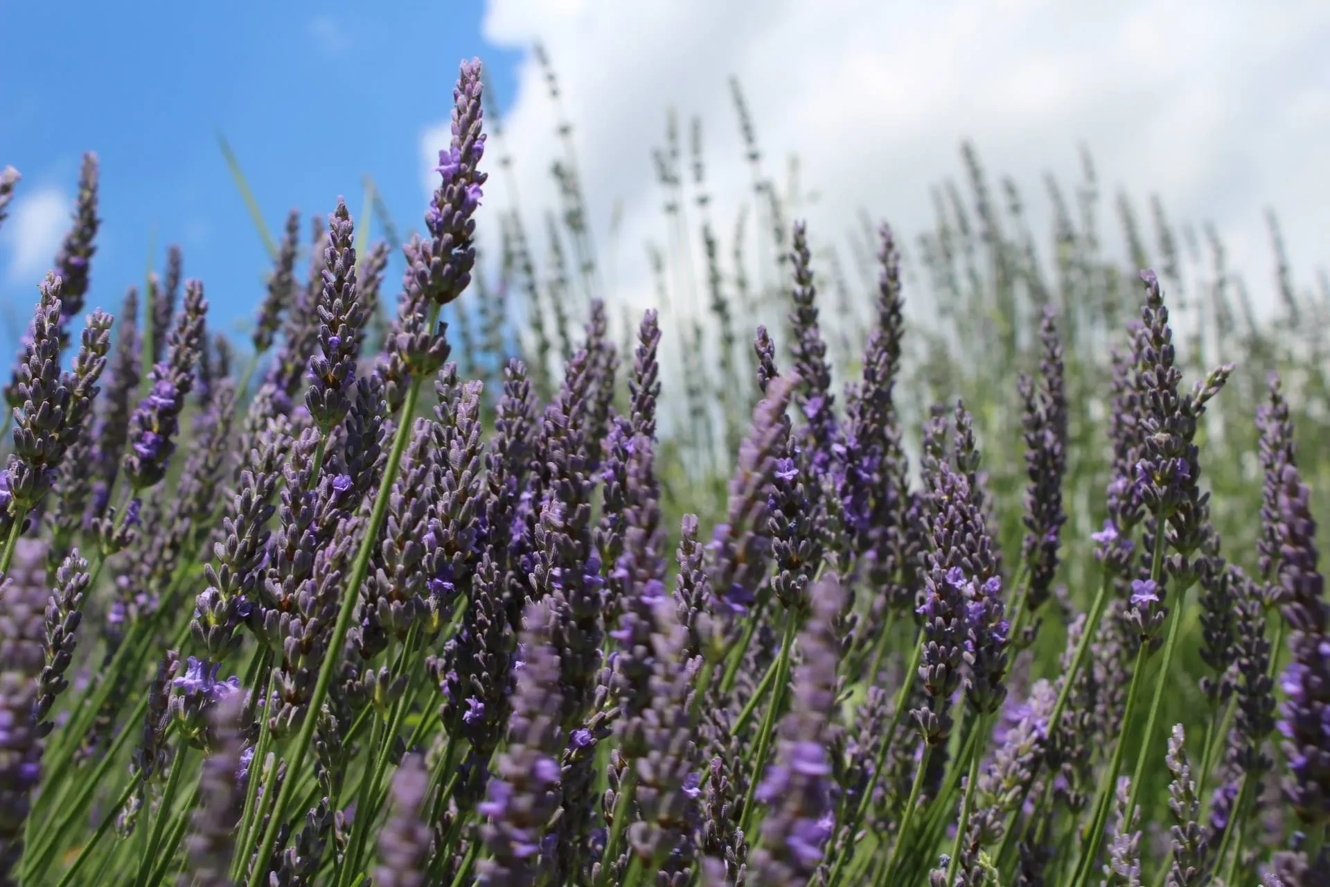 Champ de lavande sous ciel bleu et nuageux.