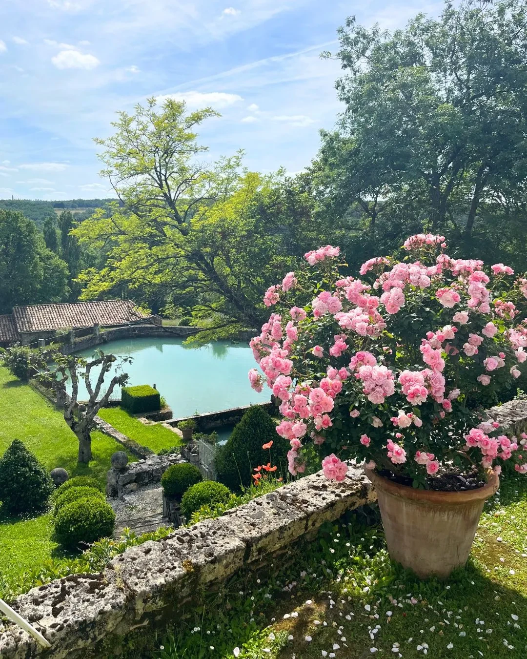 Jardin avec rosiers et étang paisible.