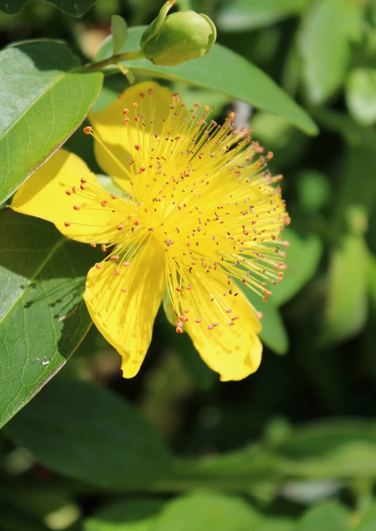 Fleur jaune éclatante avec étamines visibles.