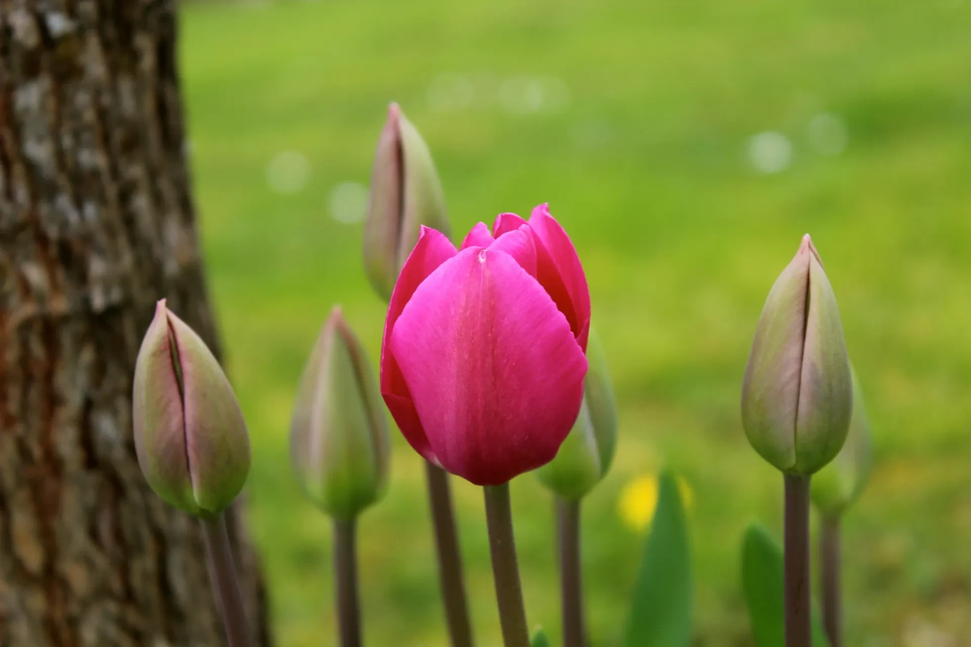 Tulipe rose en floraison, entourée de bourgeons.