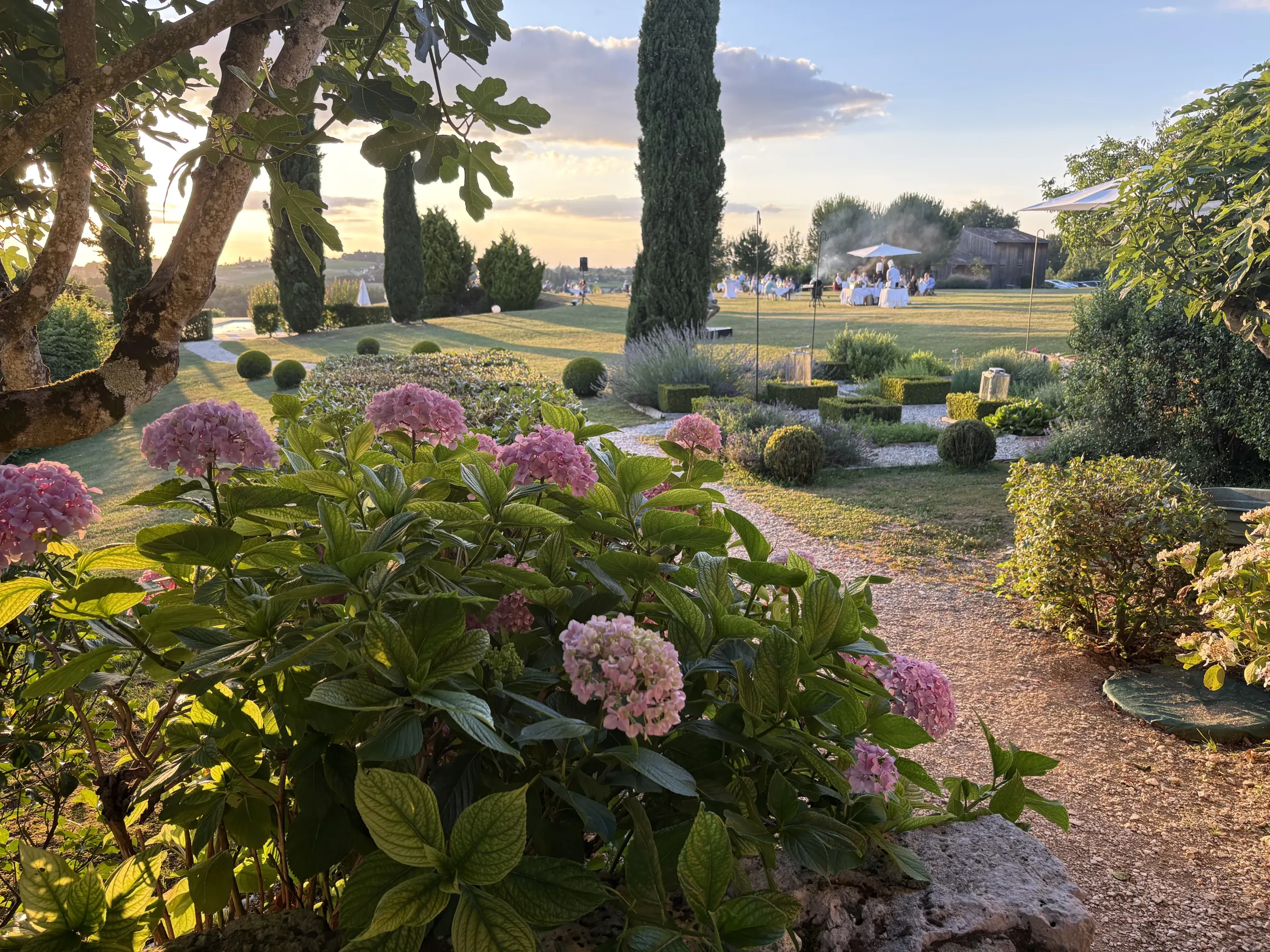 Jardin ensoleillé avec hortensias et cyprès.