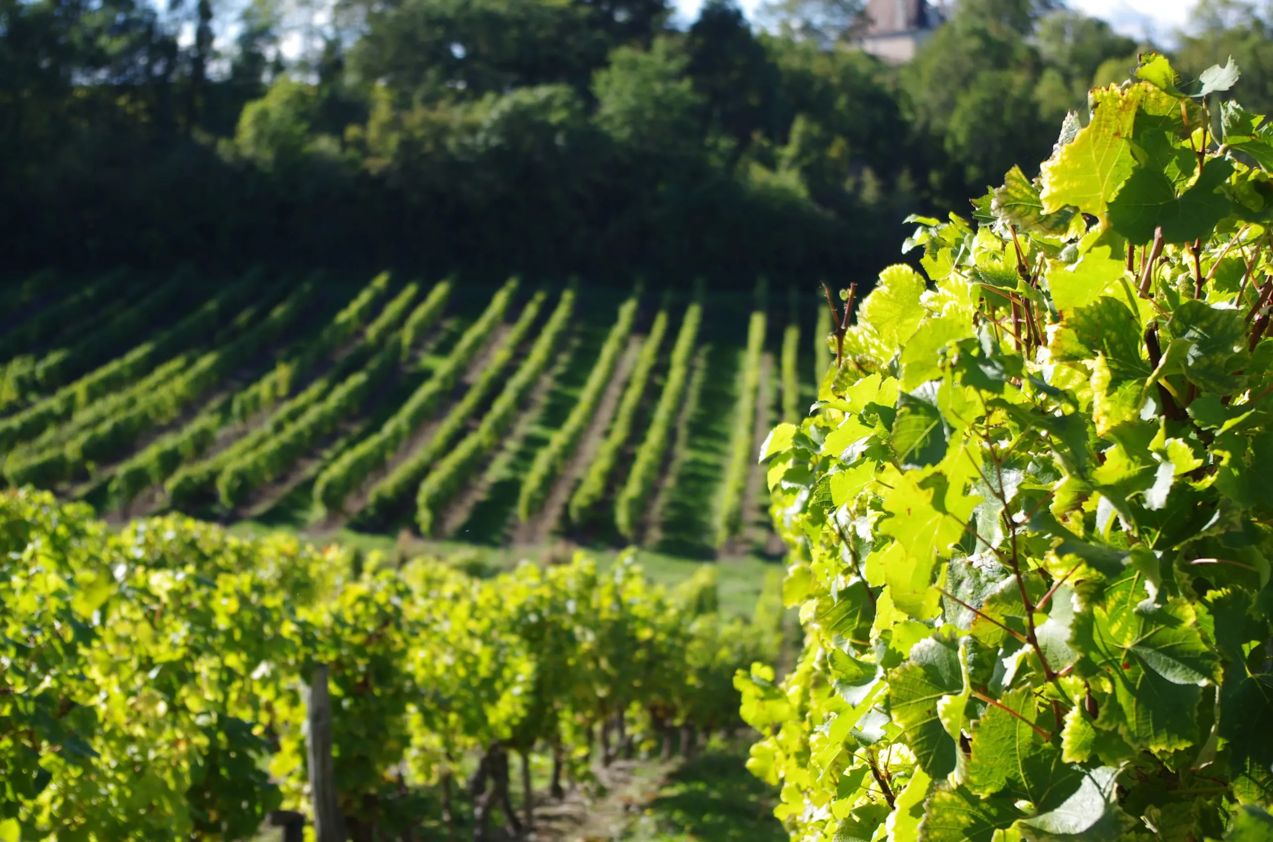 Vignoble verdoyant sous le soleil